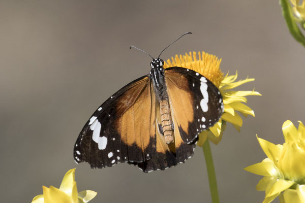 Alice Springs - Dessert park - kleine monarchvlinder - Danaus petilia