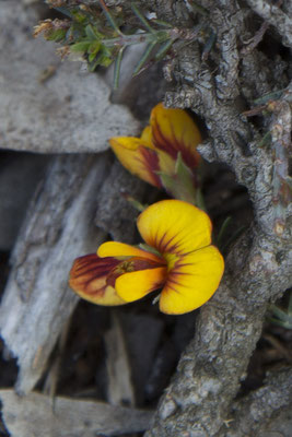 Stringybark walk - waterbosje - Bossiaea aquifolium