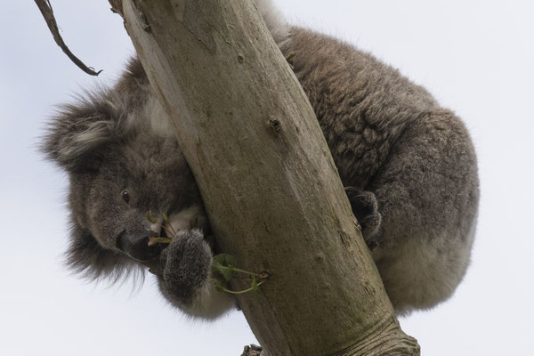 Koala - Phascolarctos cinereus