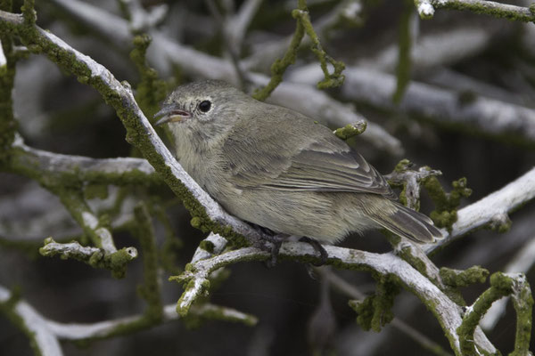 Genovesa - grijze boszangervink - Certhidea fusca