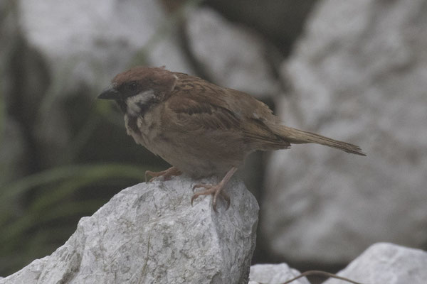 ringmus - Passer montanus