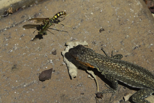 Santa Cruz - Papierwesp -Polistes versicolor en Lavahagedis - Microlophus albemarlensis