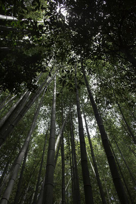 Kyoto - bamboebos