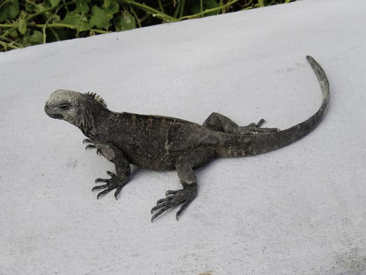 Puerto Ayora - Zeeleguaan -Amblyrhynchus cristatus