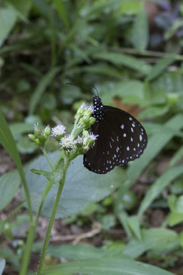 Bogor - Euploea mulciber
