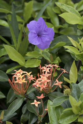 Semarapura Klungkung - Ruellia tuberosa (paars)en Ixora chinensis (oranje)