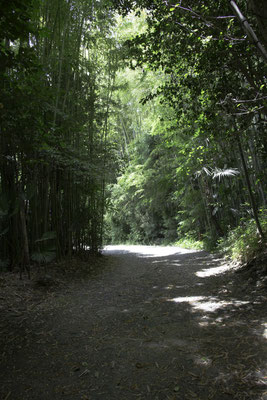 Kyoto - bamboebos