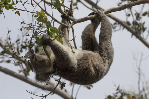 Koala - Phascolarctos cinereus