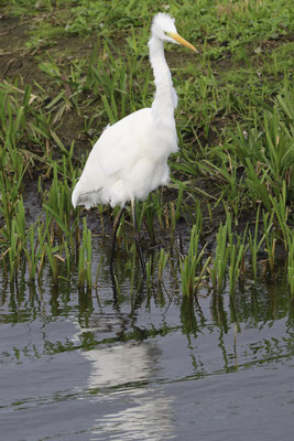 Grote zilverreiger - Ardea alba