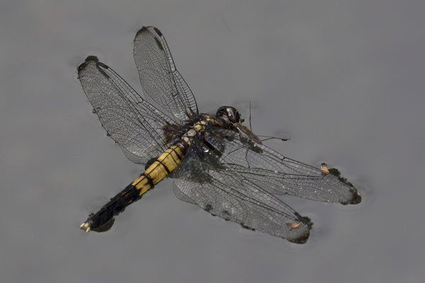 Fujisan Hongu Sengentaisha Shrine libelle - Orthetrum melania