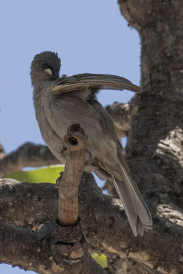 Darwin - witsnavelhoningeter - Stomiopera unicolor