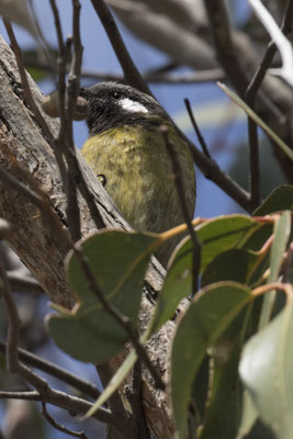 Stringybark walk - witoorhoningeter - Nesoptilotis leucotis