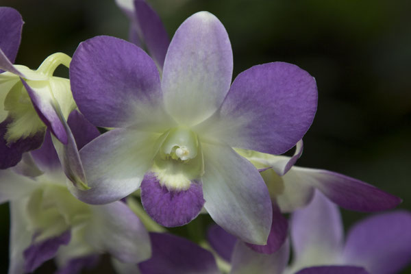 Bogor - Dendrobium victoriae reginae