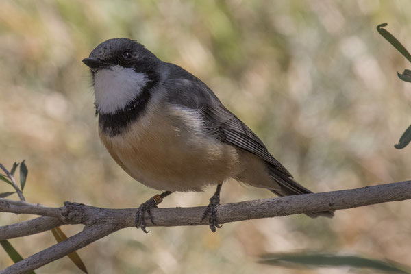 Alice Springs - Dessert park - grijsrugfluiter - Pachycephala rufiventris