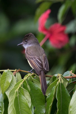 Tortuguero - Cayennetiran - Myiarchus tyrannulus