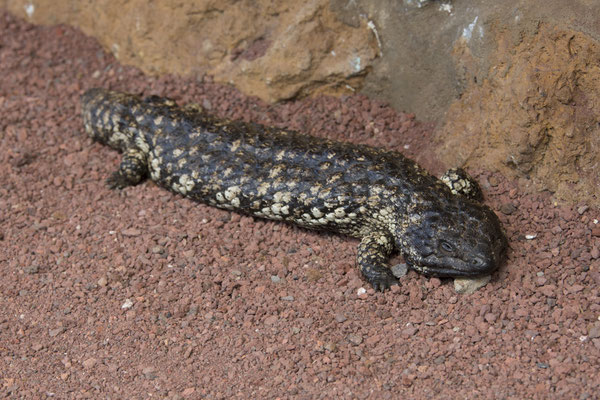 Tower Hill - pijnappelskink - Tiliqua rugosa