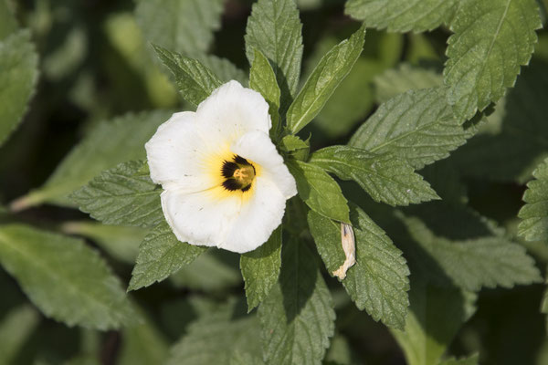 Bogor - Turnera subulata