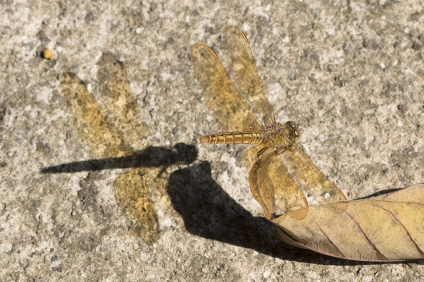 Bogor - Brachythemis contaminata
