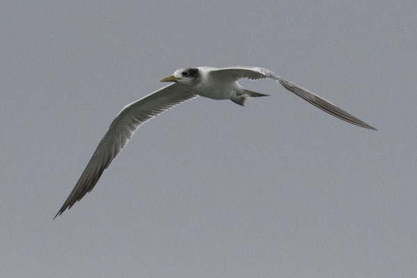 Bengaalse stern - Thalasseus bengalensis