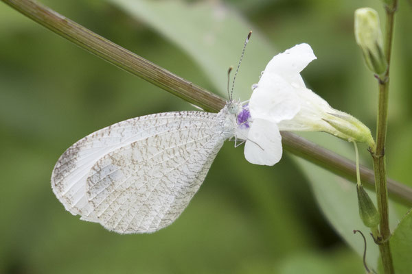 vlinder - Leptosia nina