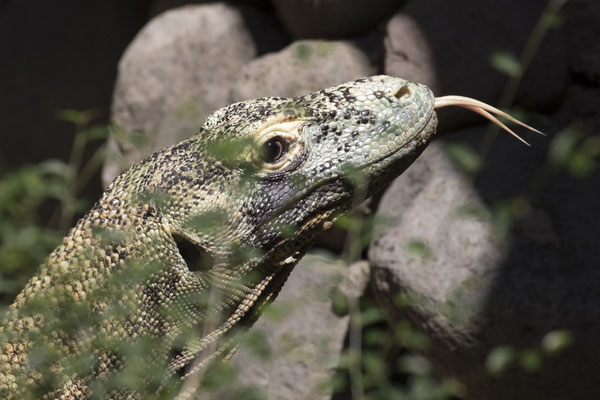 Rinca - komodovaraan - Varanus komodoensis