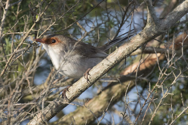 Warnambool - ornaatelfje (v) - Malurus cyaneus