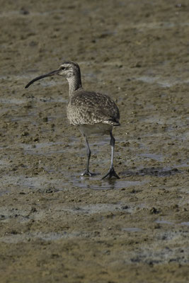 Santa Cruz - regenwulp - Numenius phaeopus