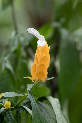  Arenal - Lollyplant - Pachystachys lutea