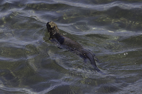 Santa Cruz - Zeeleguaan - Amblyrhynchus cristatus