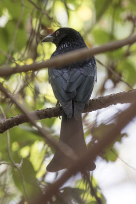 Cahills Crossing - glansvlekdrongo - Dicurus bracteatus