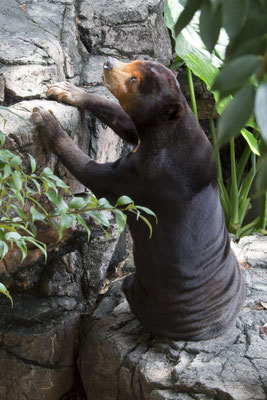 Ueno park zoo honingbeer - Helarctos malayanus