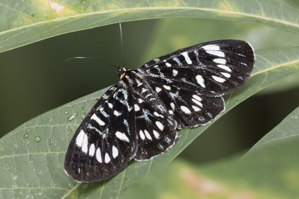 vlinder - Ophthalmis milete