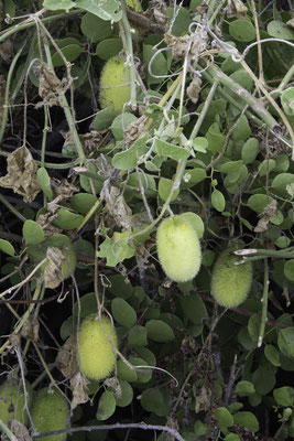 Santa Cruz - Distelkomkommer - Cucumis dipsaceus