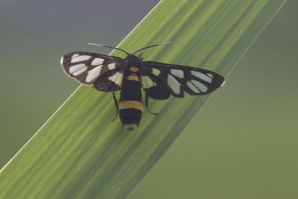 Tam Coc - beervlinder - Amata sperbius