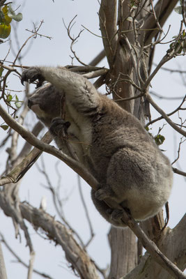 Koala - Phascolarctos cinereus