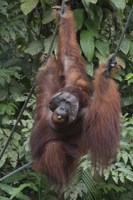 Semenggoh - Borneo orang oetan - Pongo pygmaeus