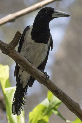 zwartkeelorgelvogel - Cracticus nigrogularis