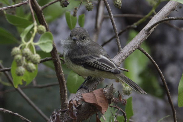 Santa Cruz - Galápagostiran - Myiarchus magnirostris