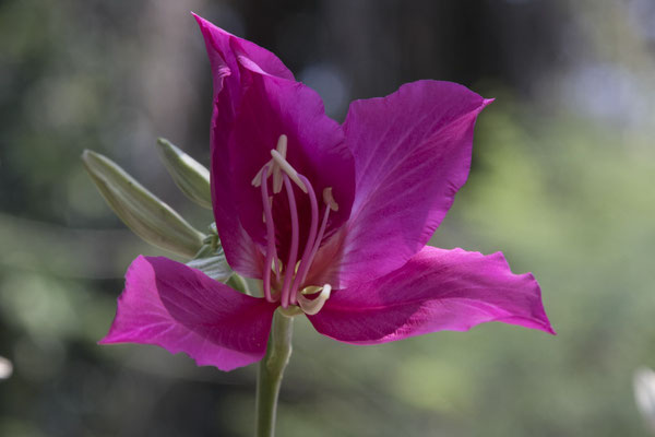Bogor - paarse orchideeboom - Bauhinia purpurea