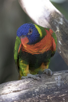 regenbooglori - Trichoglossus haematodus