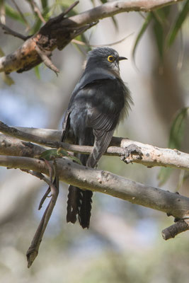 Bimbi - NP Great Otway - waaierstaartkoekoek - Cacomantis flabelliformis