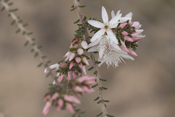 Keith Hately walk - fijnstraal - Calytrix tetragona