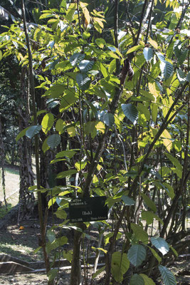 Bogor - koffie - Coffea arabica