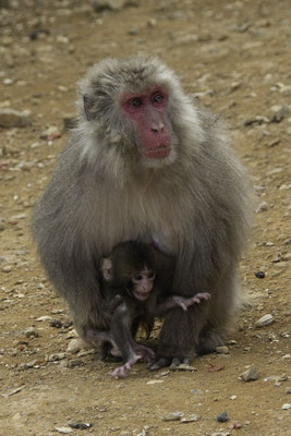 Kyoto Iwatayama Japanse makaak - Macaca fuscata