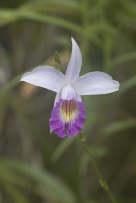 orchidee - Arundina graminifolia