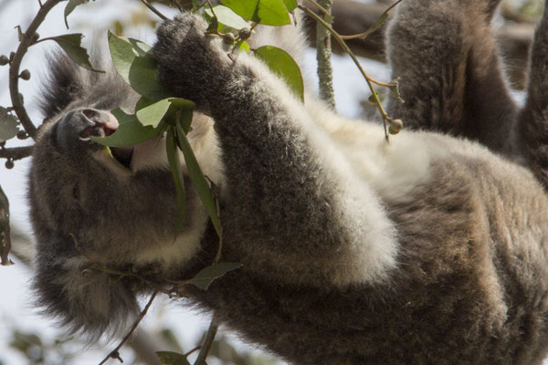 Koala - Phascolarctos cinereus