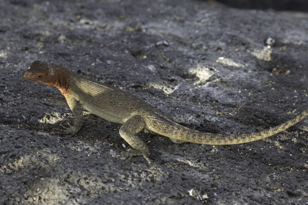 Isla Espanola & Gartner island - Lavahagedis - Microlophus albemarlensis