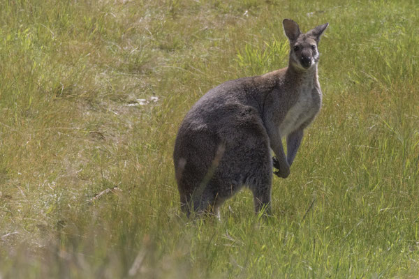 NP Great Otway - grijze kangoeroe - Macropus giganteus