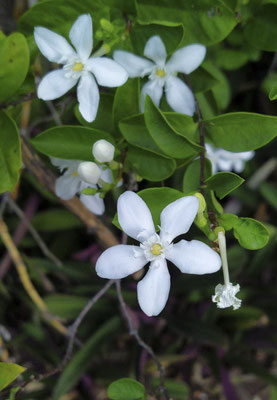 Leanyer - koningskruid - Wrightia antidysenterica