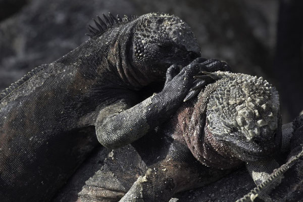 Isla Espanola & Gartner island - Galapagos zeeleguaan - Amblyrhynchus cristatus